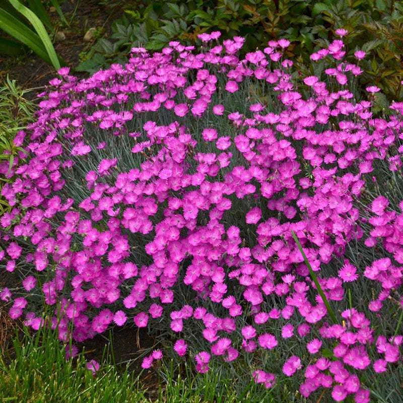 Dianthus Caryophyllaceae Flower Seeds - Flower Seeds