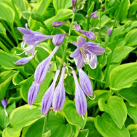 Golden Tiara Hosta – Hardy Perennial Flower Seeds