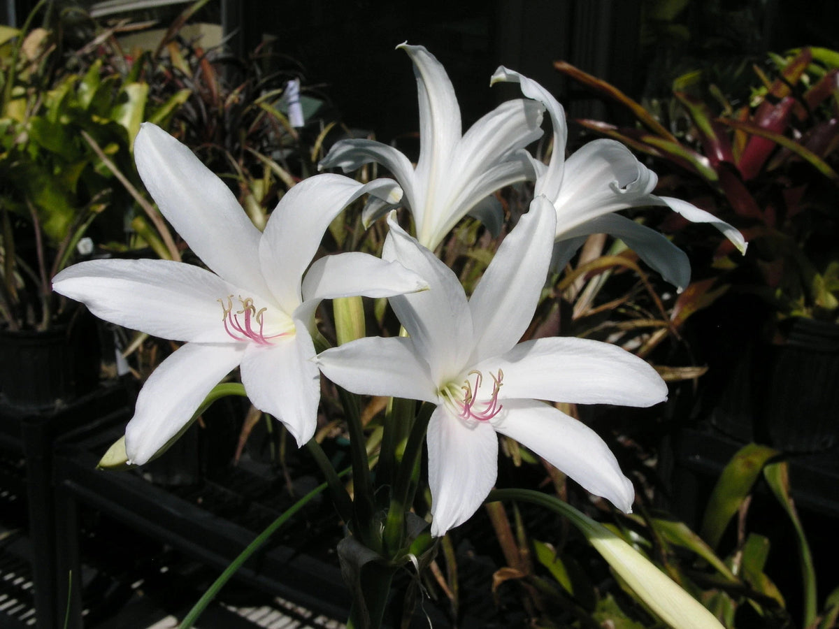 Crinum Lily Summer – Garden Flower Seeds