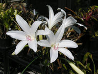 Crinum Lily Summer – Garden Flower Seeds