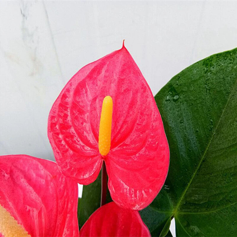 Anthurium – Indoor Houseplant Long Blooming Flower Seeds