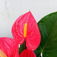 Anthurium – Indoor Houseplant Long Blooming Flower Seeds
