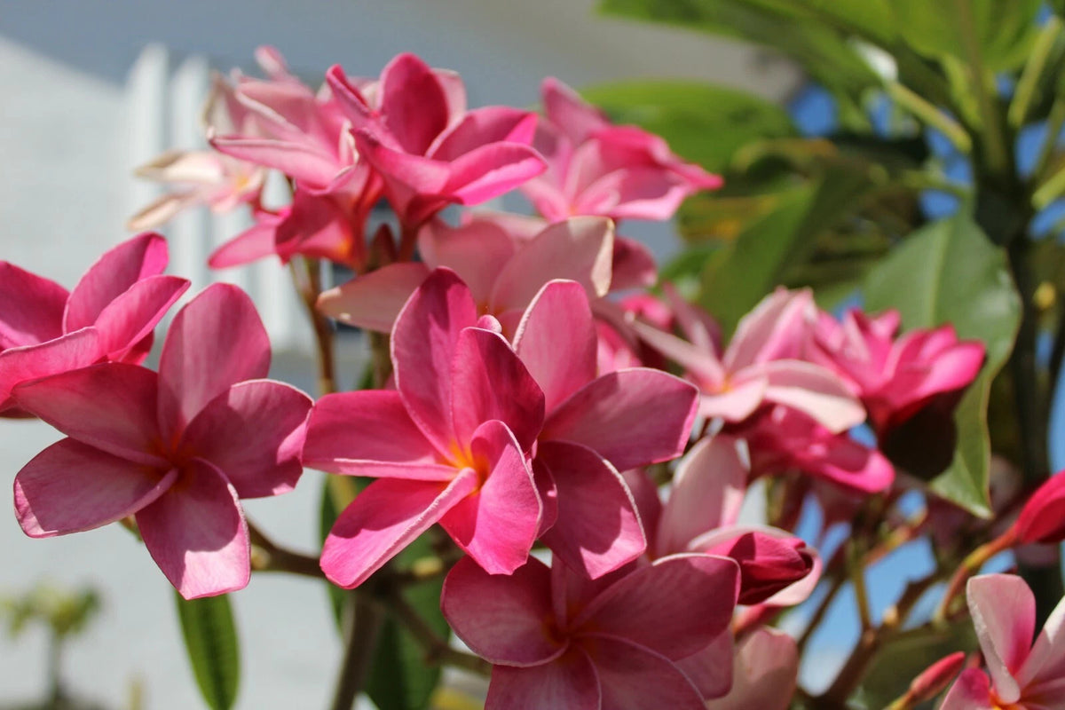 Florida Keys Sunset Plumeria – Fragrant Tropical Flower Seeds