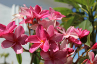 Florida Keys Sunset Plumeria – Fragrant Tropical Flower Seeds