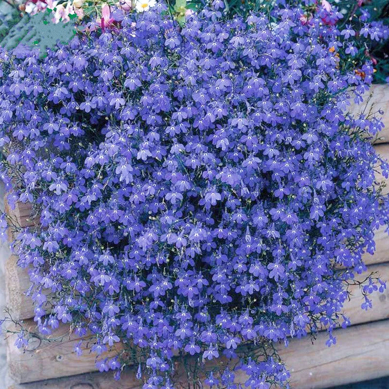 Lobelia Erinus Crystal Palace – Colorful Garden Flower Seeds