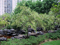Elaeocarpus Floribundus Flowering Tree Indian Olive Jolpai Usa – Hardy Fruit Tree Seeds