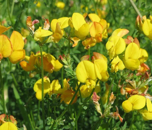 Birds Foot Trefoil Lotus Corniculatus – Hardy Garden Flower Seeds
