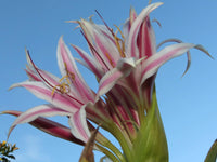 Crinum Lily Monsoon Star Medium-size Bulb - Flower Seeds