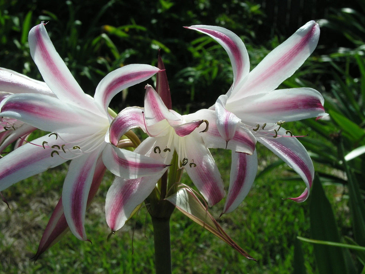 Crinum Lily Veracruz – Garden Flower Seeds