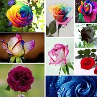 Rose Seeds Multi Coloured Rose Flower Seeds Home Garden Plant