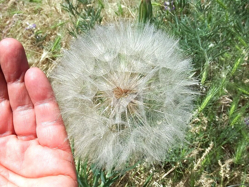 Yellow Goatsbeard Tragopogon Colorful Perennial Flower Seeds