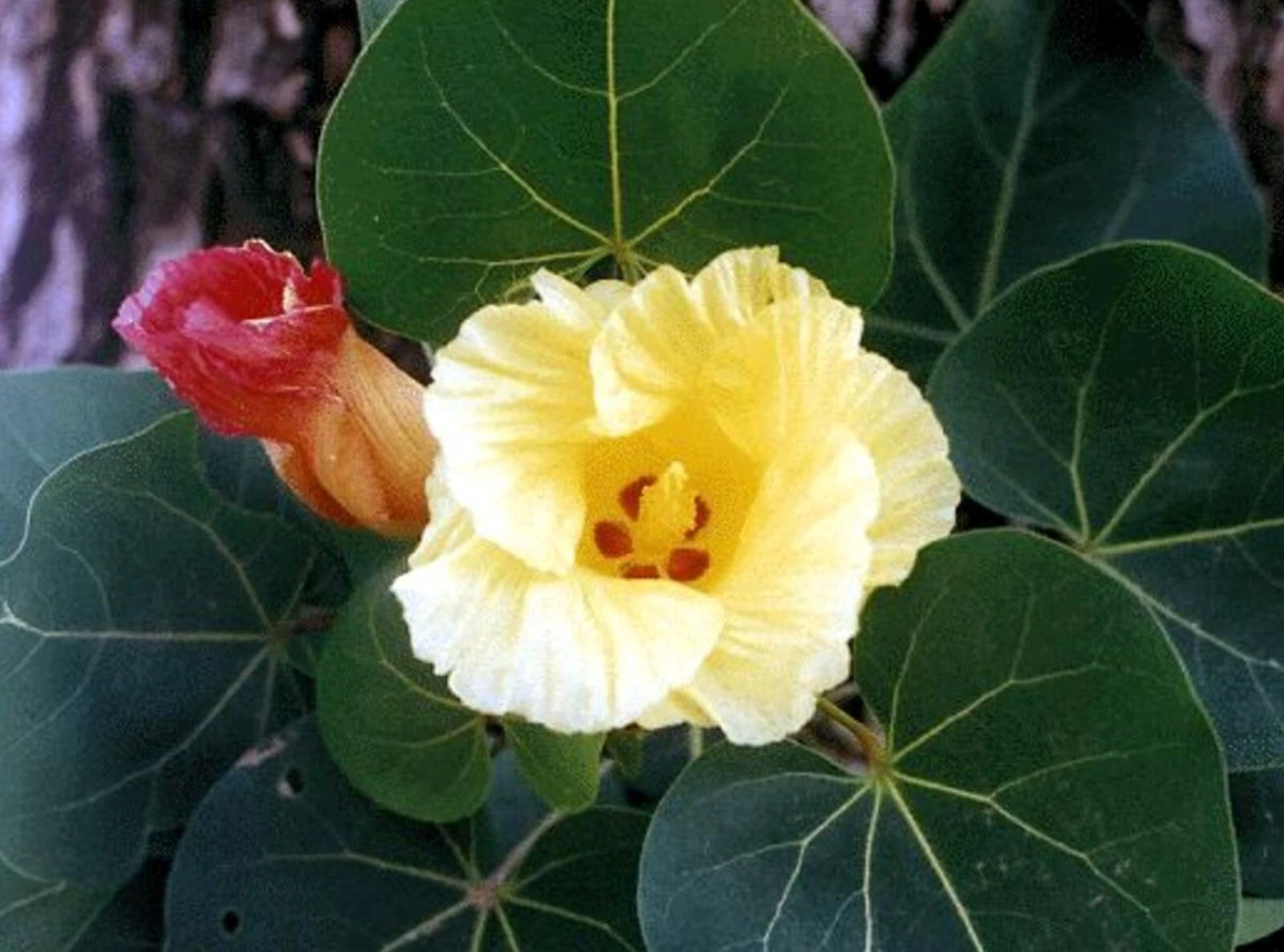 Indian Tulip Thespesia Populnea Flowering Tree Seeds