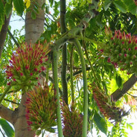 Acrocarpus Fraxinifolius – Pink Cedar Tree Seeds