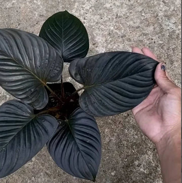 Homalomena Black Cardinal Ornamental Foliage Plant Seeds