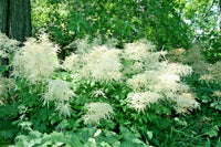 Goats Beard Aruncus Dioicus – Perennial Flower Seeds