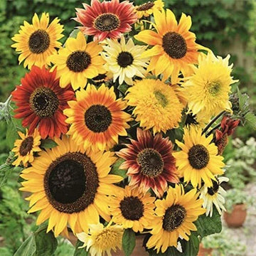 Here Comes The Sun Sunflower Seeds Mix + Seeds Made in USA