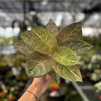 Golden Hope Aglaonema – Indoor Foliage Plant Seeds