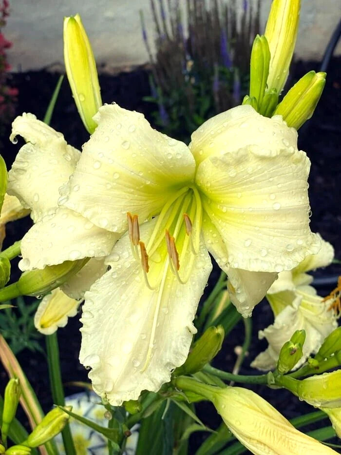 Coconut Lime Twist Daylily Hemerocallis – Perennial Flower Seeds