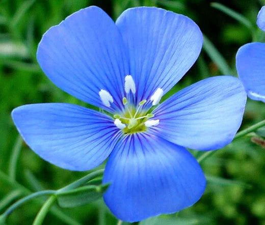 Flax Blue Annual Linum Usitatissimum – Hardy Garden Flower Seeds