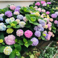 Hydrangea – Perennial Shrub Flower Seeds