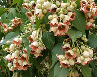 Kurrajong Bottle Tree Brachychiton Populneus – Flowering Tree Seeds