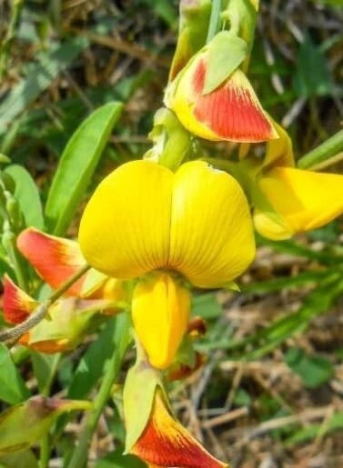 Cat’s Bell Flower Crotalaria Spectabilis Perennial Flower Seeds