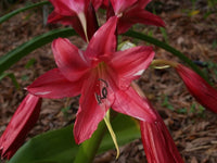 Crinum Lily Lorraine Clark Medium-Size Bulb New