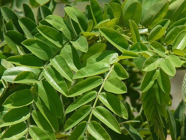 Cassia Grandis – Flower Seeds