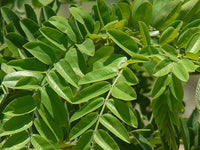 Cassia Grandis – Flower Seeds