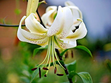 Silver Scheherazade Lily Lilium Perennial Flower Seeds