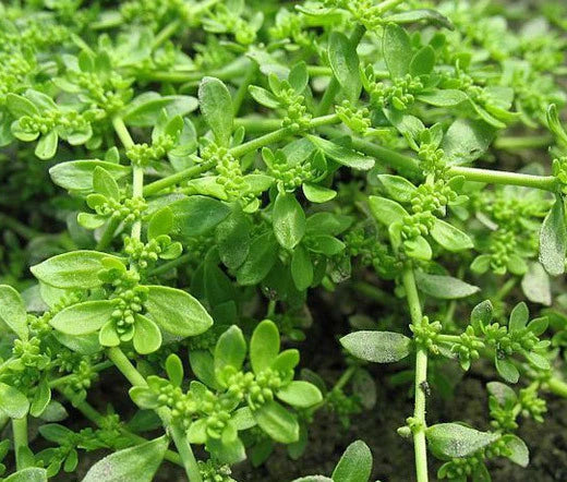 Green Carpet Herniaria Glabra – Ground Cover Garden Seeds