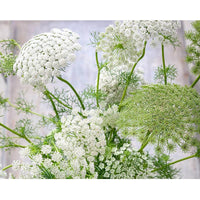 Bishop’s Flower Ammi Majus – Perennial Garden Flower Seeds
