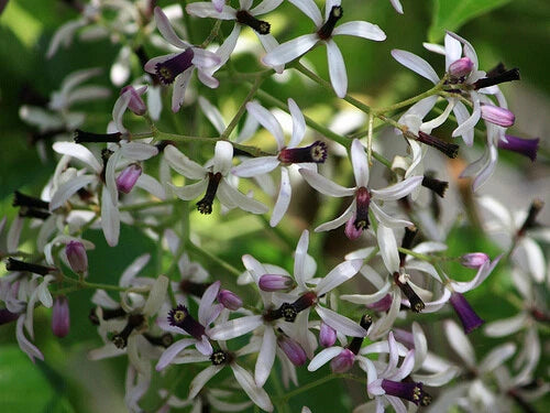 Melia Azedarach Shade Tree Persian Lilac Fragrant Ornamental – Flower