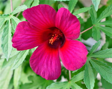 Monarch Rosemallow Hibiscus Radiatus Perennial Garden Flower Seeds