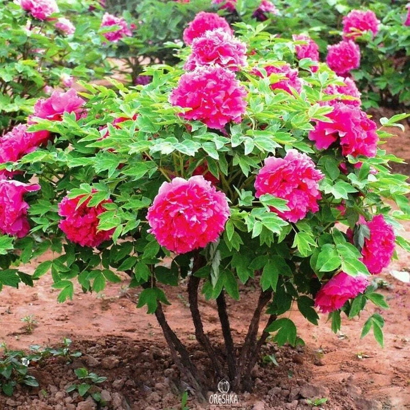 Tree Peony Paeonia Suffruticosa – Perennial Garden Flower Seeds