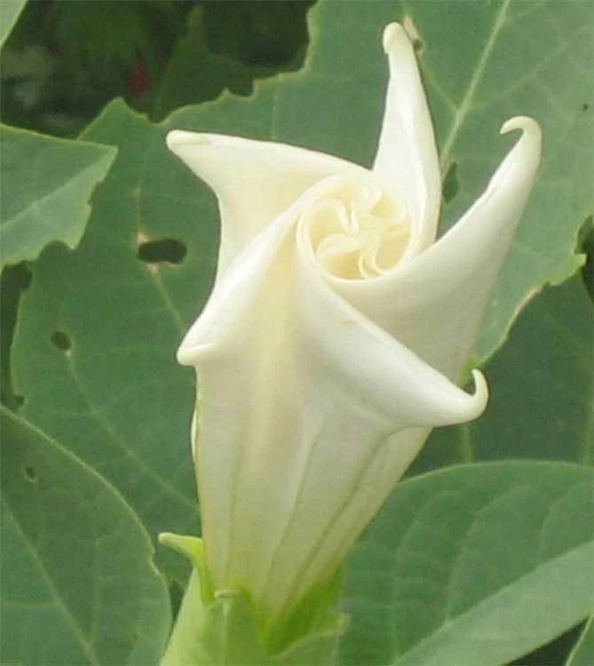 Moonflower Tall Night – Fragrant Flower Seeds