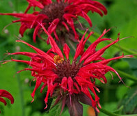 Scarlet Red Bee Balm Monarda Didyma – Colorful Garden Flower Seeds