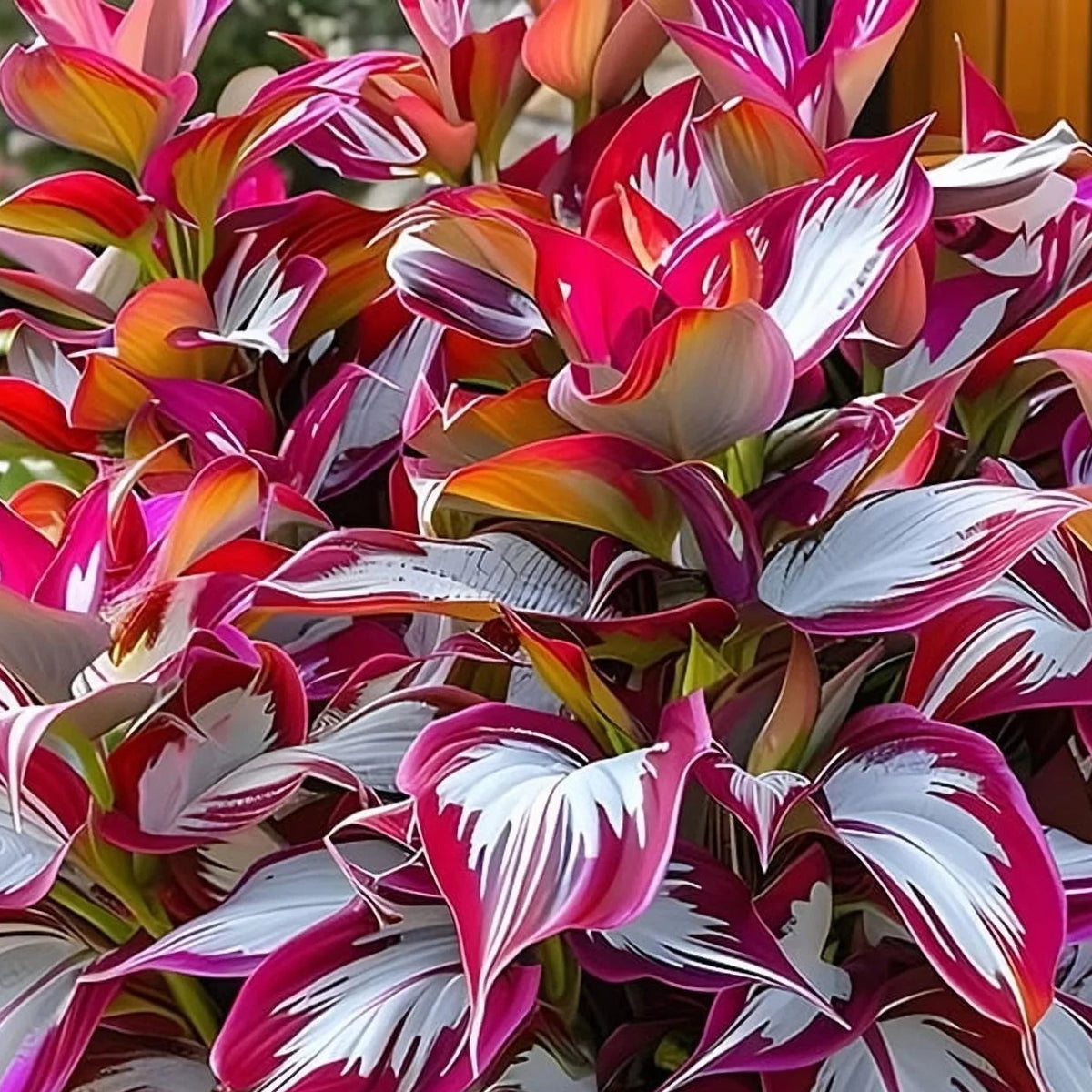 Hosta Low Maintenance Perennial Flower Garden Seeds
