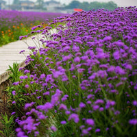 Verbena – Colorful Garden Flower Seeds