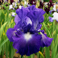 Iris – Perennial Garden Flower Seeds