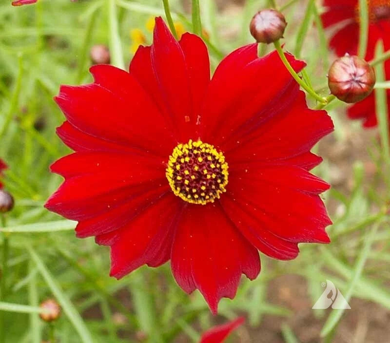 Dwarf Red Plains Coreopsis – Native Reseeding Flower Seeds