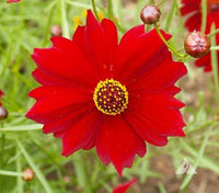 Dwarf Red Plains Coreopsis – Native Reseeding Flower Seeds