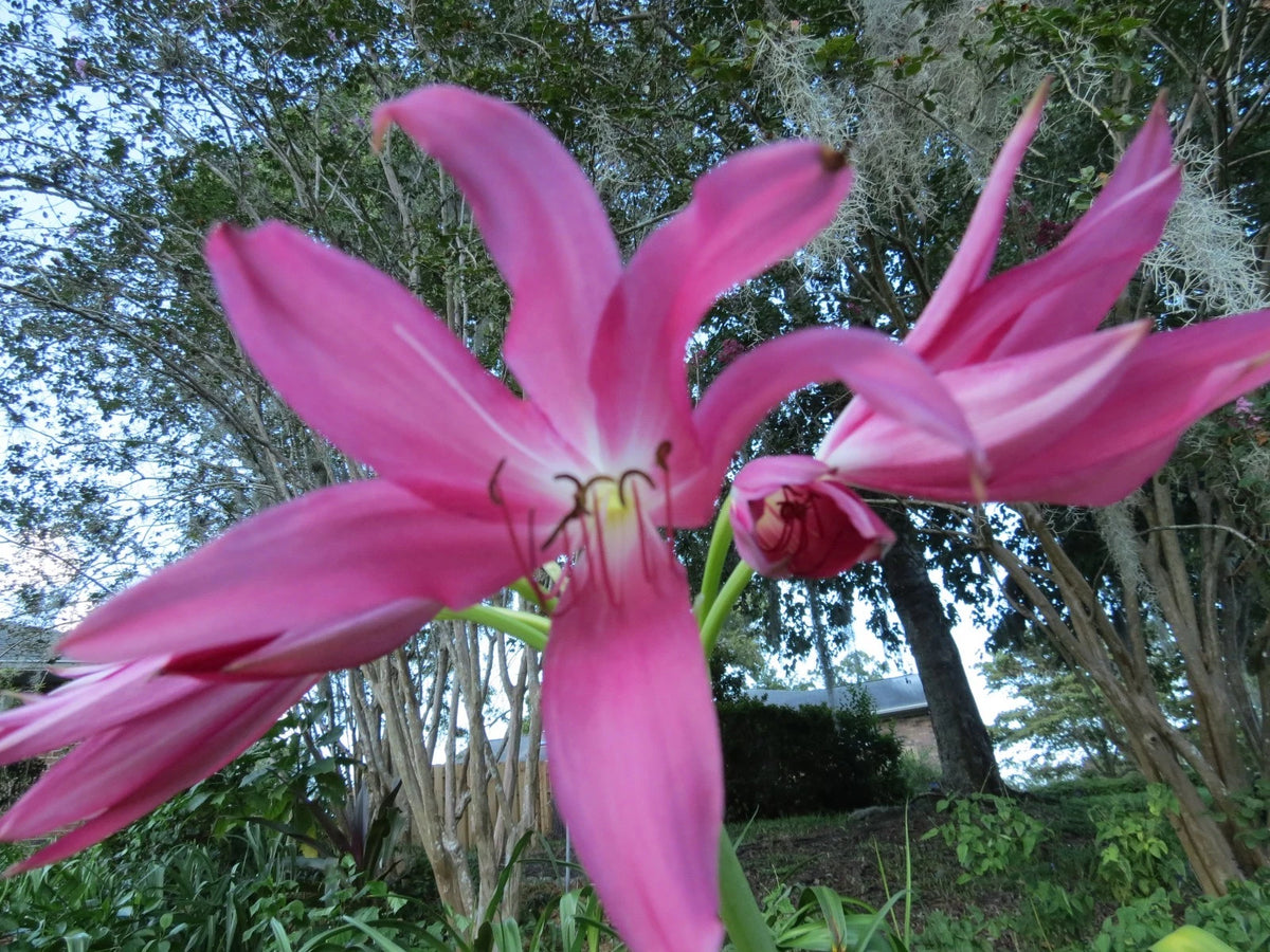 Crinum Lily Mystery – Fragrant Flower Seeds