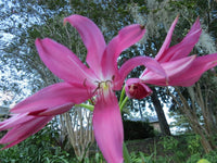 Crinum Lily Mystery – Fragrant Flower Seeds