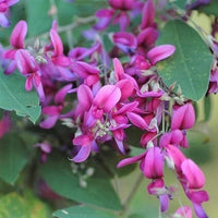 Lespedeza Bicolor – Hardy Bush Clover Shrub Flower Seeds