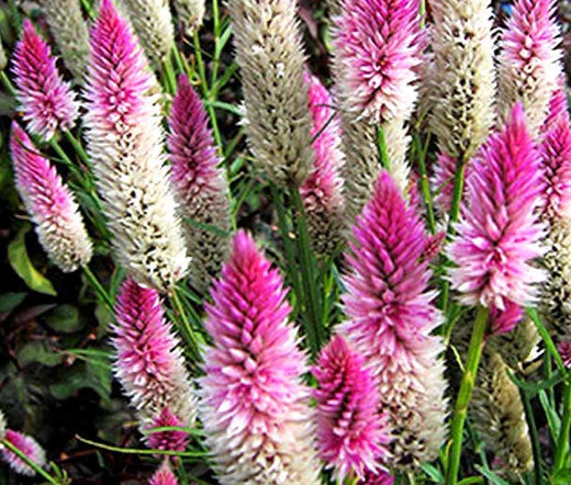 Celosia Flamingo Celosia Spicata – Exotic Colorful Garden Flower Seeds