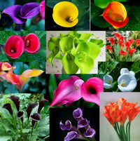 Calla Lily Zantedeschia Colorful Garden Flower Seeds