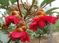 Rhodoleia Championii Protected Flowering Shrub Tree Hong Kong Rose Seed Category eg, Flower Seeds