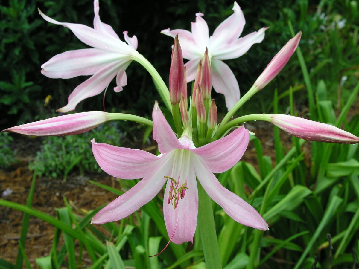 Crinum Lily Pink Mystery Small-size Bulb - Flower Seeds