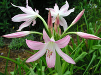 Crinum Lily Pink Mystery Small-size Bulb - Flower Seeds